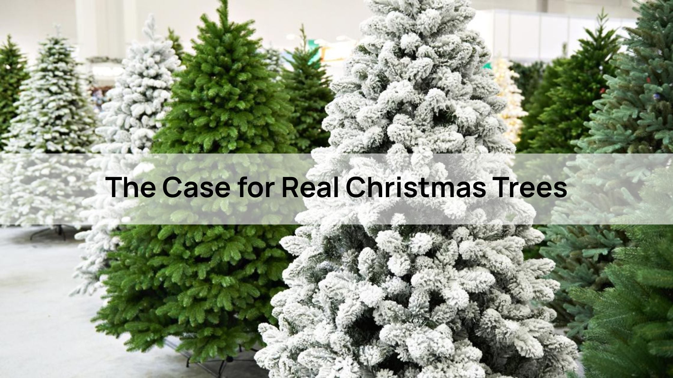 The Case for Real Christmas Trees